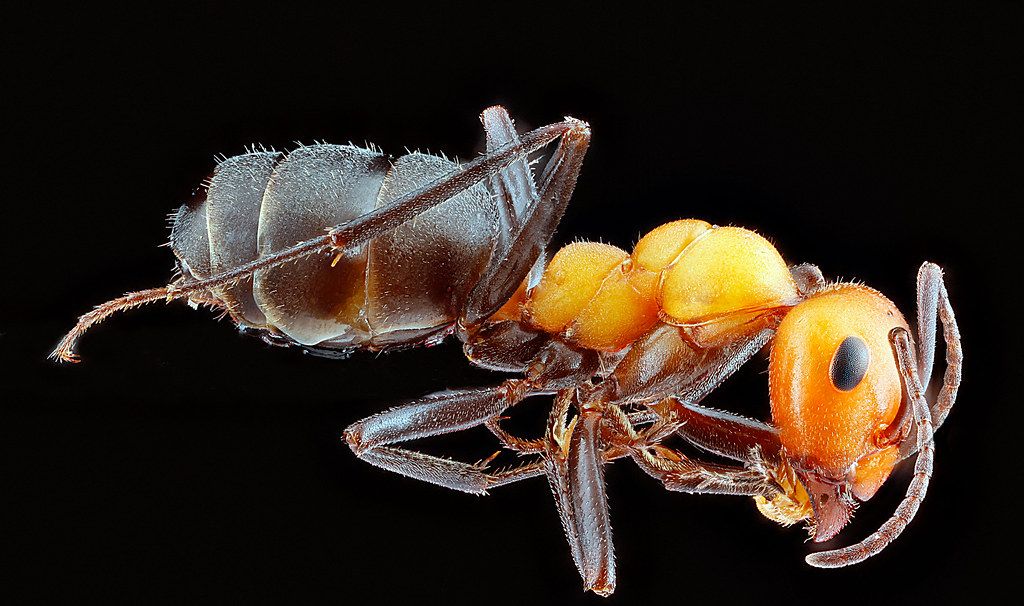 Ant Control service in Lenexa, KS