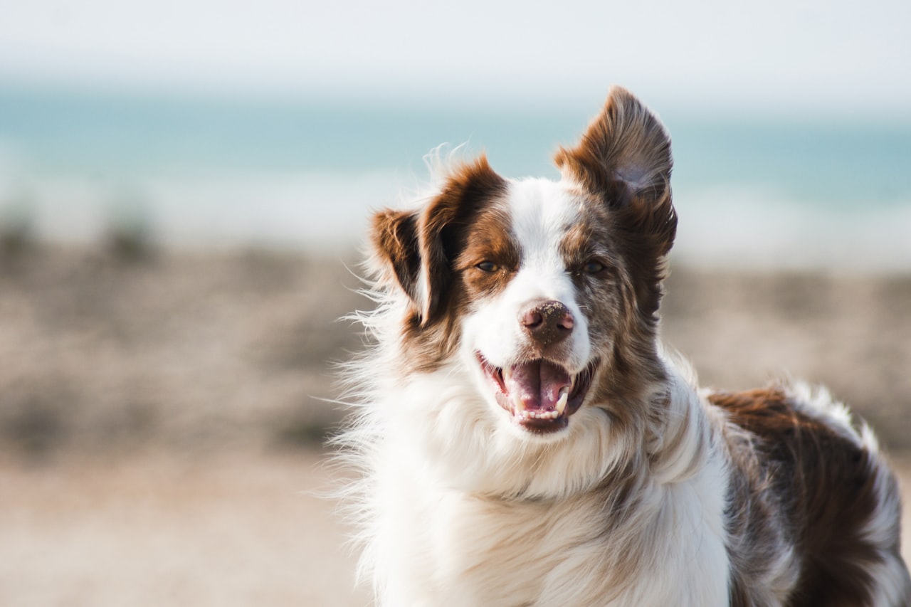 Flea & Tick Control service in Lenexa, KS