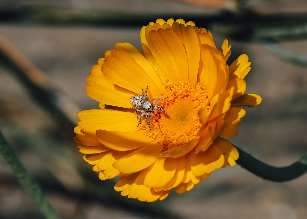 Spider Control service in Lenexa, KS